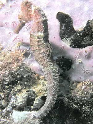 Sea horse in St. Croix, courtesy Wiki Commons