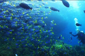 Liz swimming among coral fusiliers; photo credit Linda Johnston