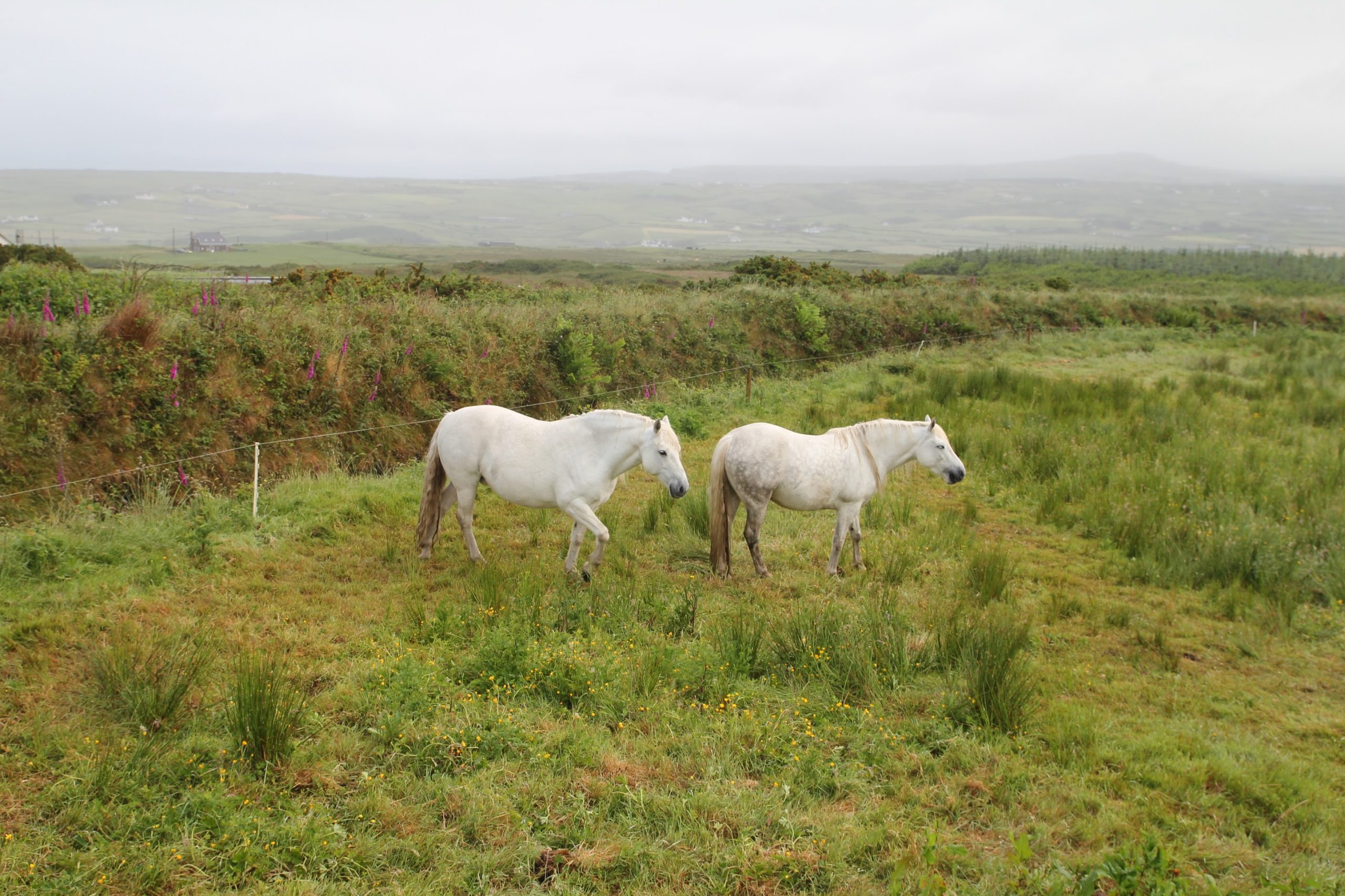 Showing 'Horses near our cottage, western Ireland' a photograph by Mary Woodbury
